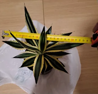 Agave lophanta variegato. A radice nuda.