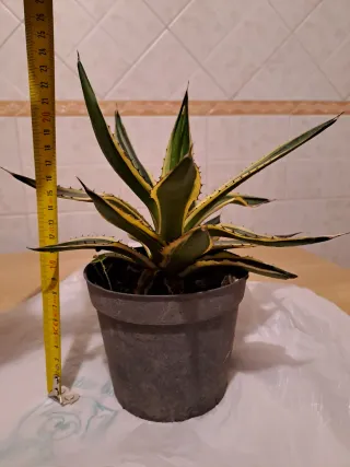 Agave lophanta variegato. A radice nuda.