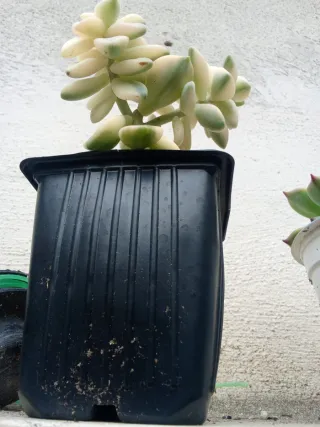Pianta grassa Graptopetalum Titubans