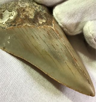 Fósil Megalodón 20 Millones Años + Regalo