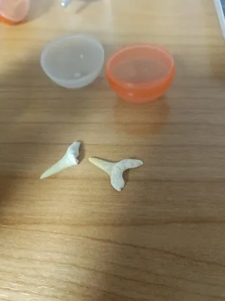 Fósil Otodus Premier