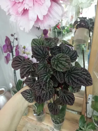 Peperomia caperata red luna