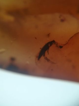 Lote Luna ámbar con inclusiones