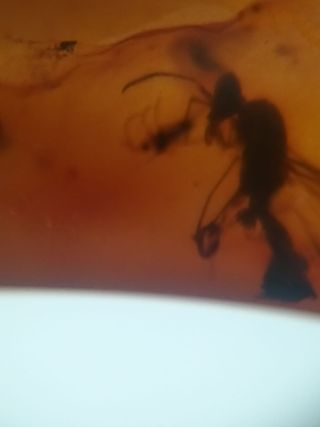 Lote Luna ámbar con inclusiones