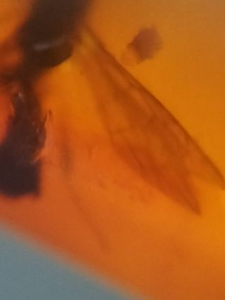 Lote Luna ámbar con inclusiones