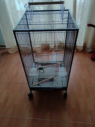 Jaula para loros, ninfas, agapornis - 1 semana