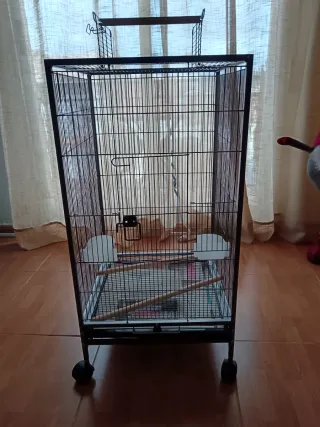 Jaula para loros, ninfas, agapornis - 1 semana