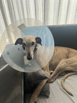 Protector collar lesión perro