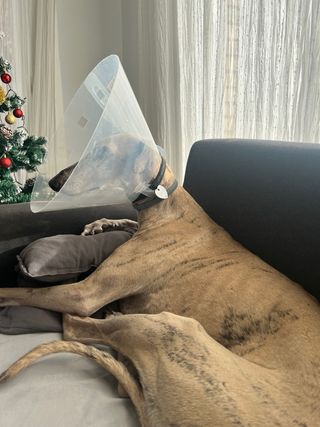 Protector collar lesión perro