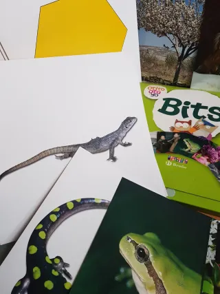 〽️BITS 5 años Educación Infantil TARJETAS