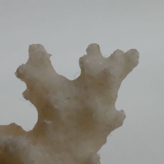 minerali ARAGONITE CORALLOIDE (A7)