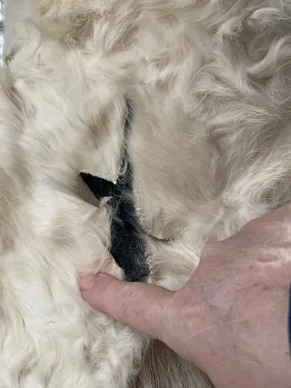 Colbacco CCCP anni 60/70 in pelo