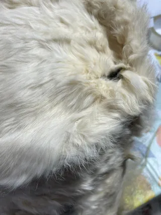 Colbacco CCCP anni 60/70 in pelo