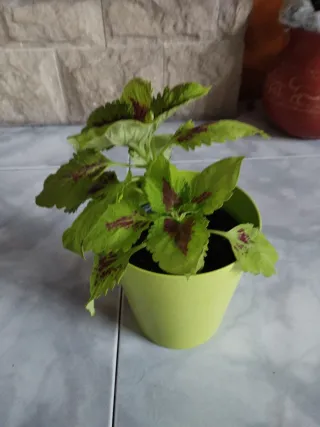 Planta Coli