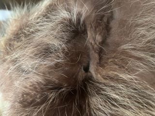 Abrigo piel sintética marrón y beige