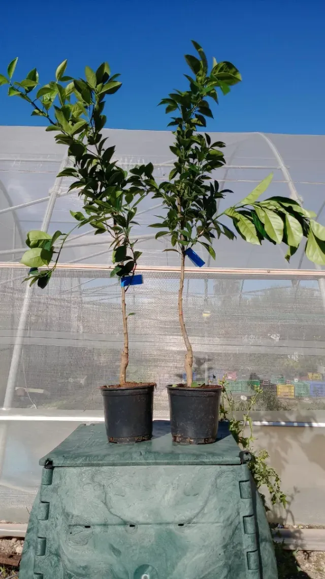 Planta de naranja navelina