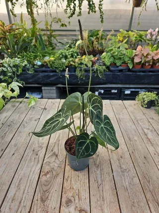 Anthurium Clarinervium