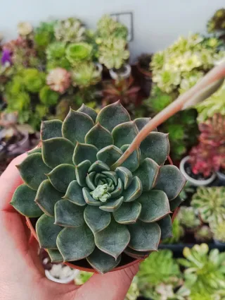 Echeveria romance