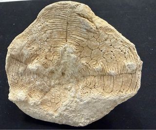 Fósil Marino Natural Original