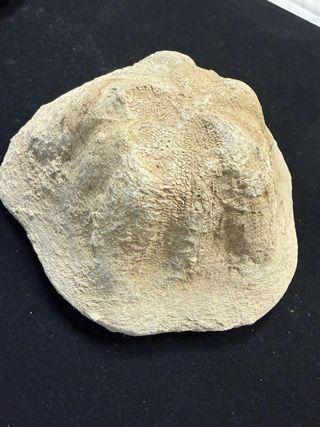 Fósil Marino Natural Original