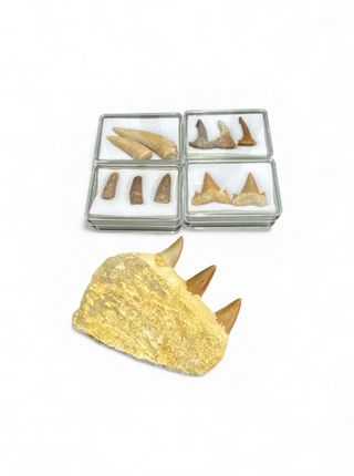 Colección Fósiles Marinos