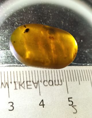 Ámbar Fósil Birmano Cretácico