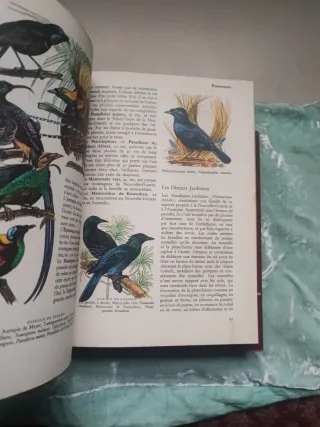 LES OISEAUX DU MONDE ENLIER