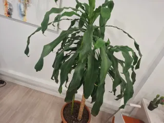 Tronco de Brasil 180cm Planta Natural