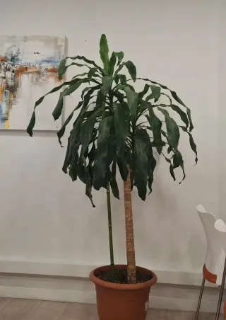 Tronco de Brasil 180cm Planta Natural
