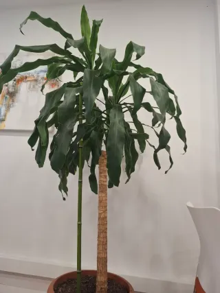 Tronco de Brasil 180cm Planta Natural