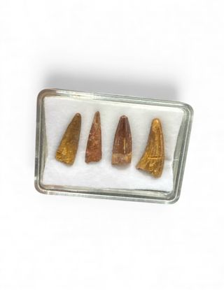 Fósiles de Dientes de Espinosaurio