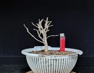 Pre bonsai morera N2 "REBAJADO"