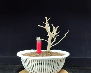 Pre bonsai morera N2 "REBAJADO"