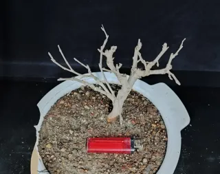 Pre bonsai morera N2 "REBAJADO"