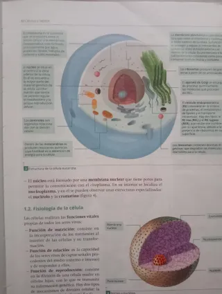 Auxiliar de enfermería