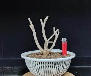 Pre bonsai morera N3 "REBAJADO"