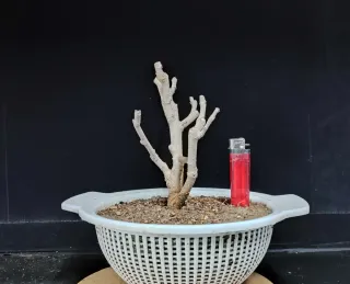 Pre bonsai morera N3 "REBAJADO"