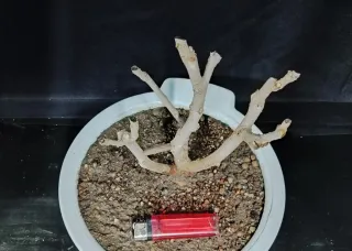 Pre bonsai morera N3 "REBAJADO"