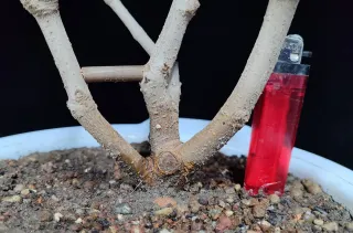 Pre bonsai morera N3 "REBAJADO"