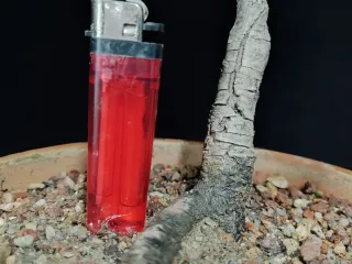 Pre bonsai peral "RABAJADO"