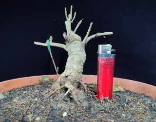 Pre bonsai fresno "REBAJADO"