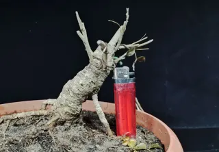 Pre bonsai fresno "REBAJADO"