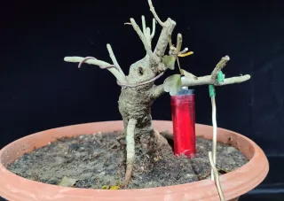 Pre bonsai fresno "REBAJADO"