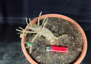 Pre bonsai fresno "REBAJADO"