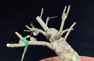 Pre bonsai fresno "REBAJADO"