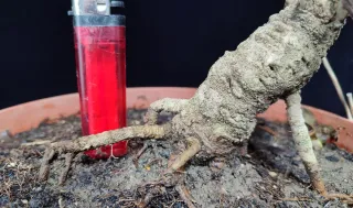 Pre bonsai fresno "REBAJADO"