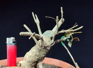 Pre bonsai fresno "REBAJADO"