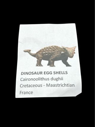 Cáscara de Huevo Fósil de Dinosaurio