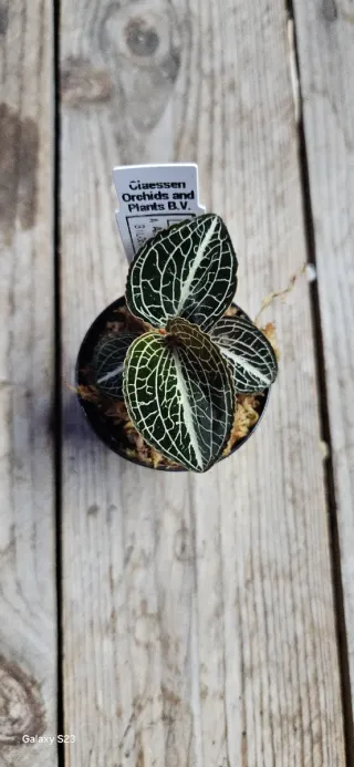 Anoectochilus formosanus x burmanicus