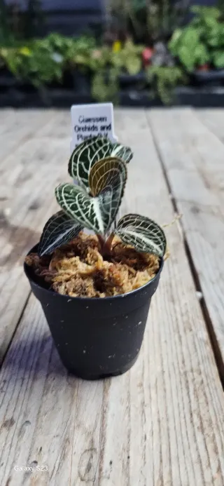 Anoectochilus formosanus x burmanicus